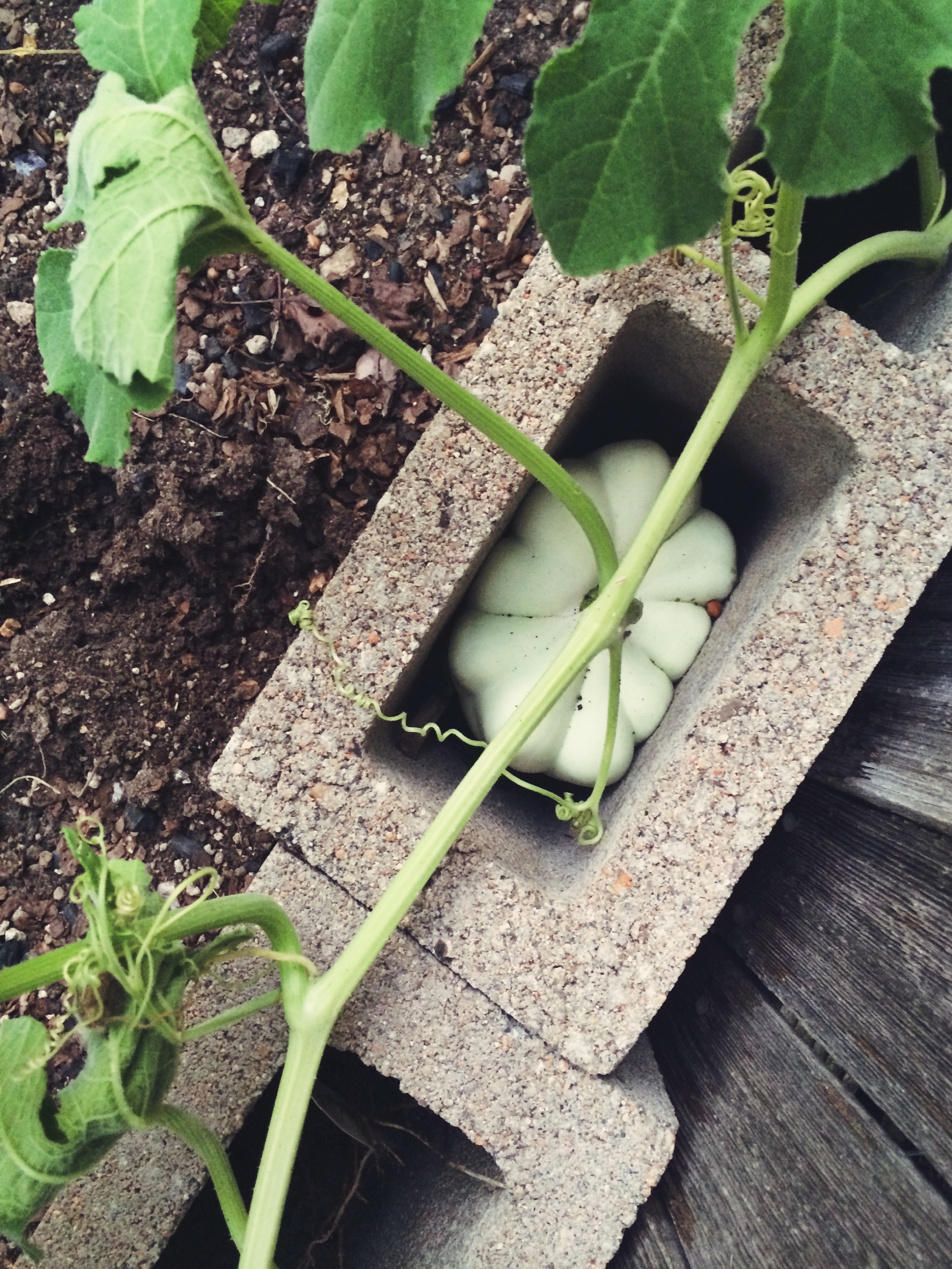acorn squash growing inside a cinder block