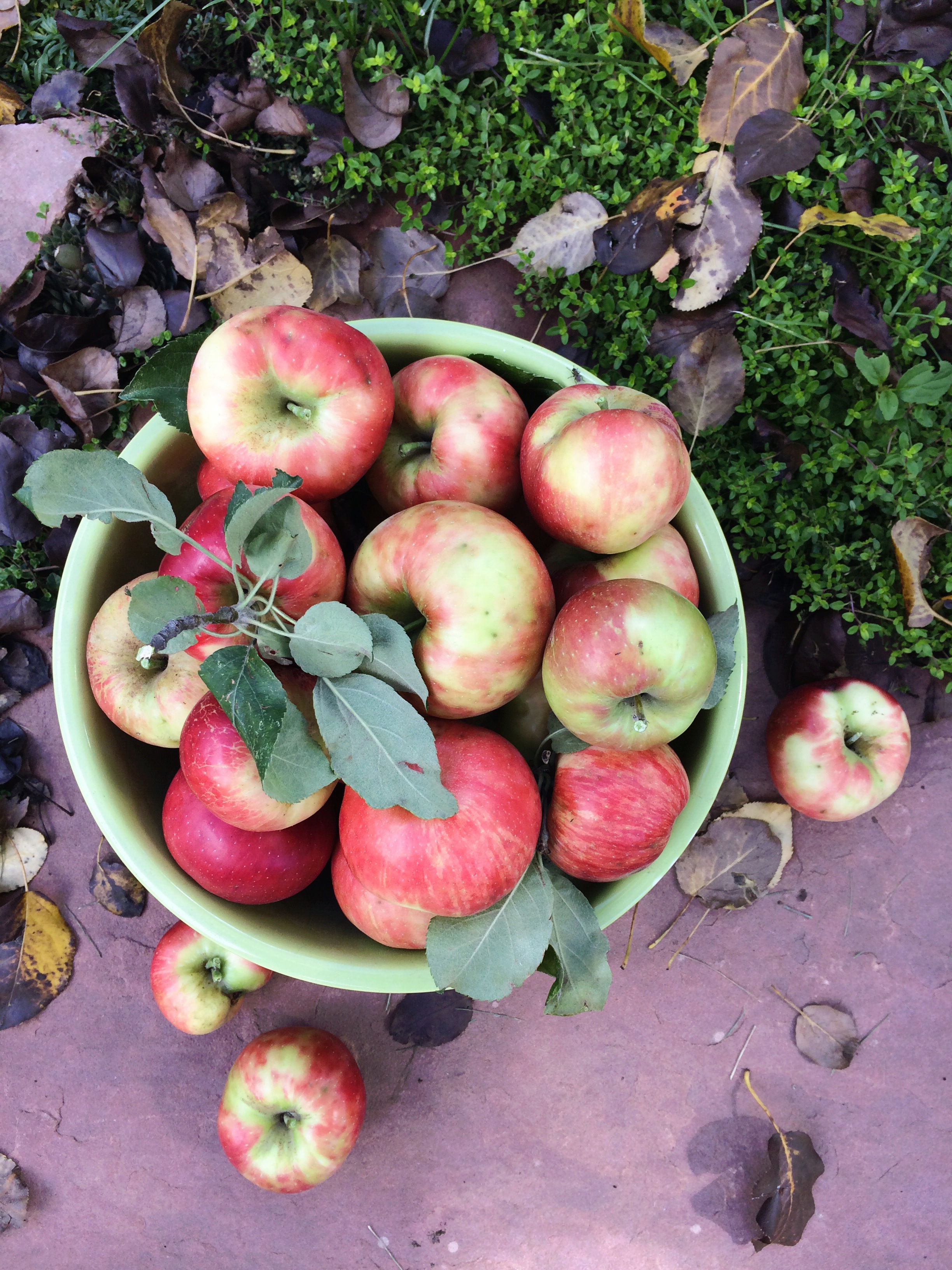 bowl of apples from our tree