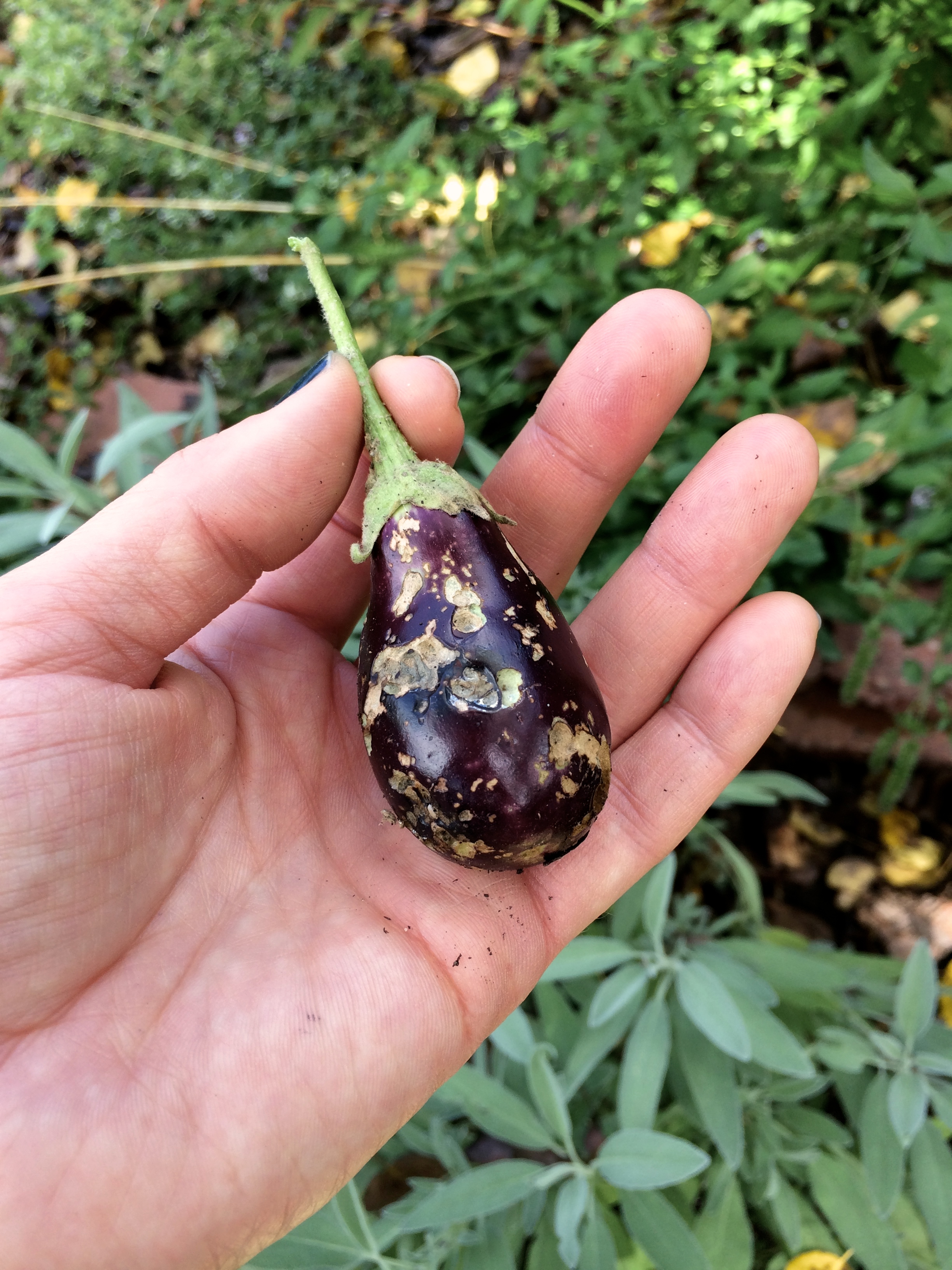 hand holding eaten eggplant