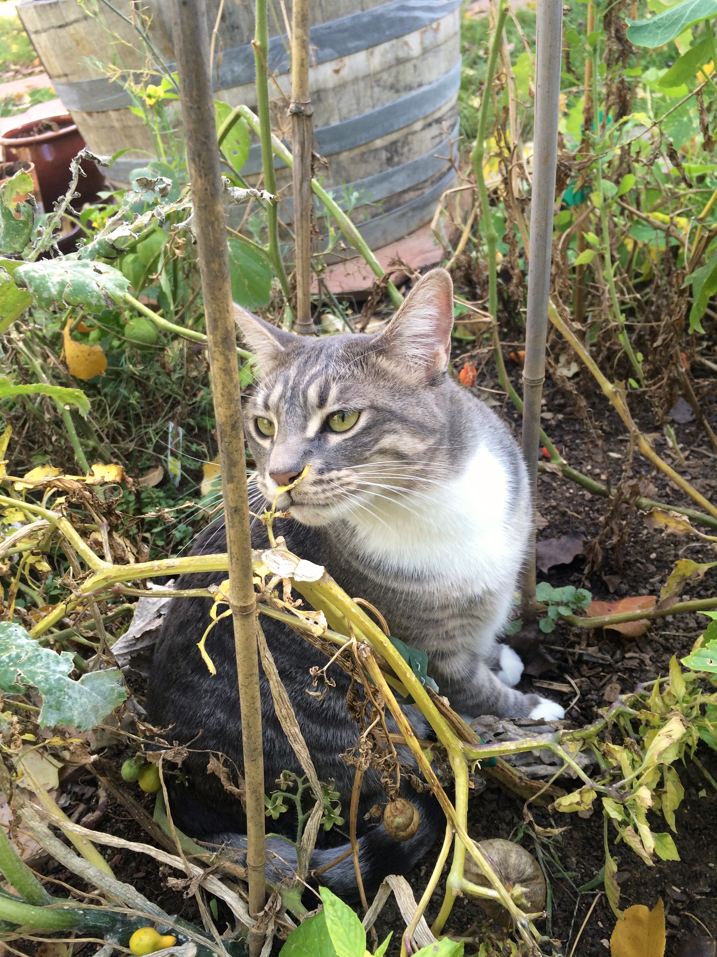 garden tabby cat ash in the tomato plants
