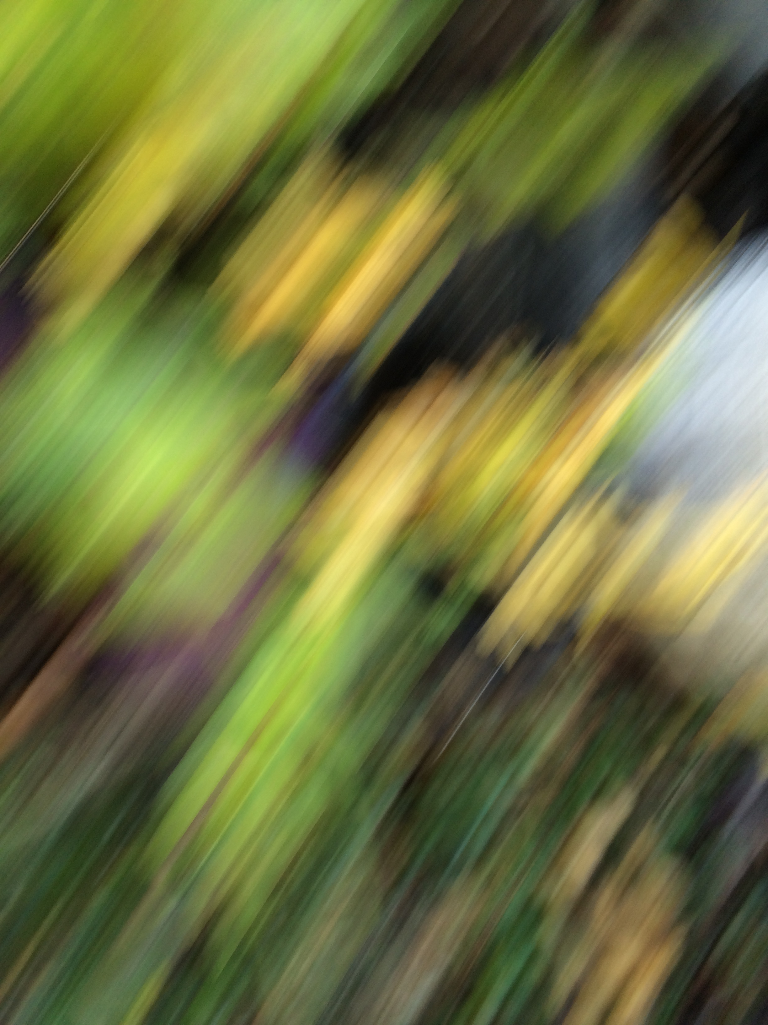 blurry photo depicting garden activity