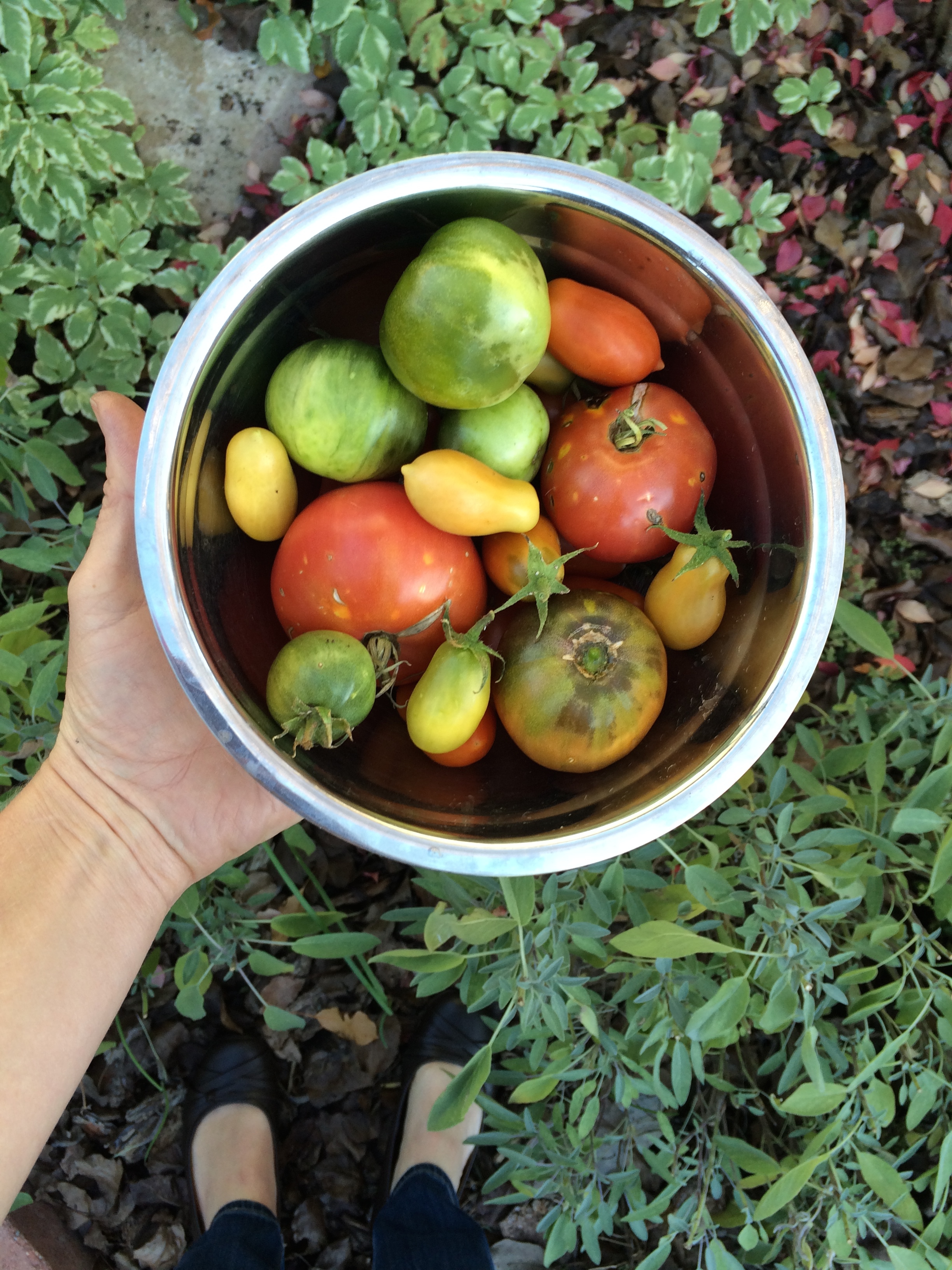 hand holding bowl of fall tomatoes
