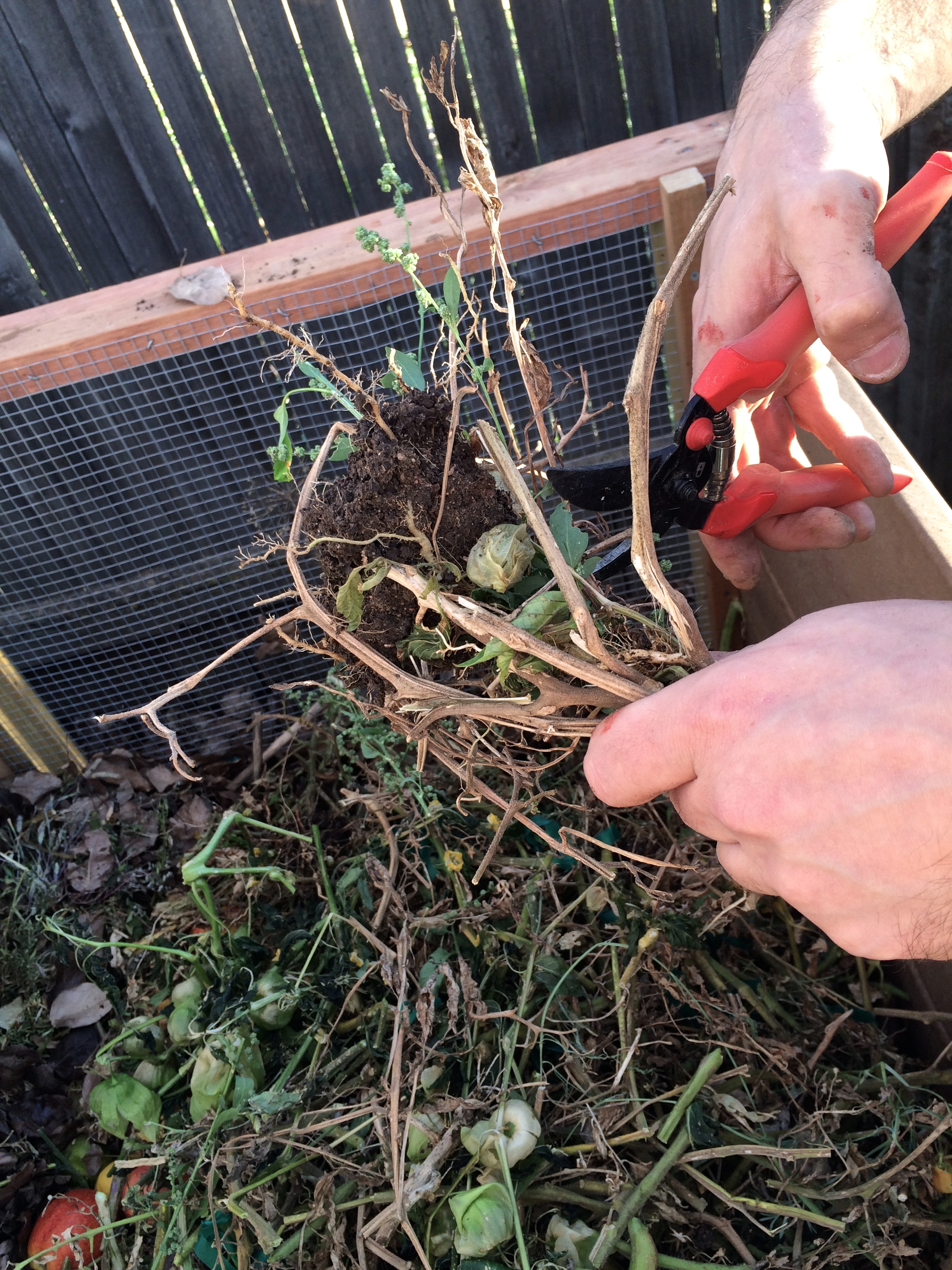 cutting the dead plants for the compost bin