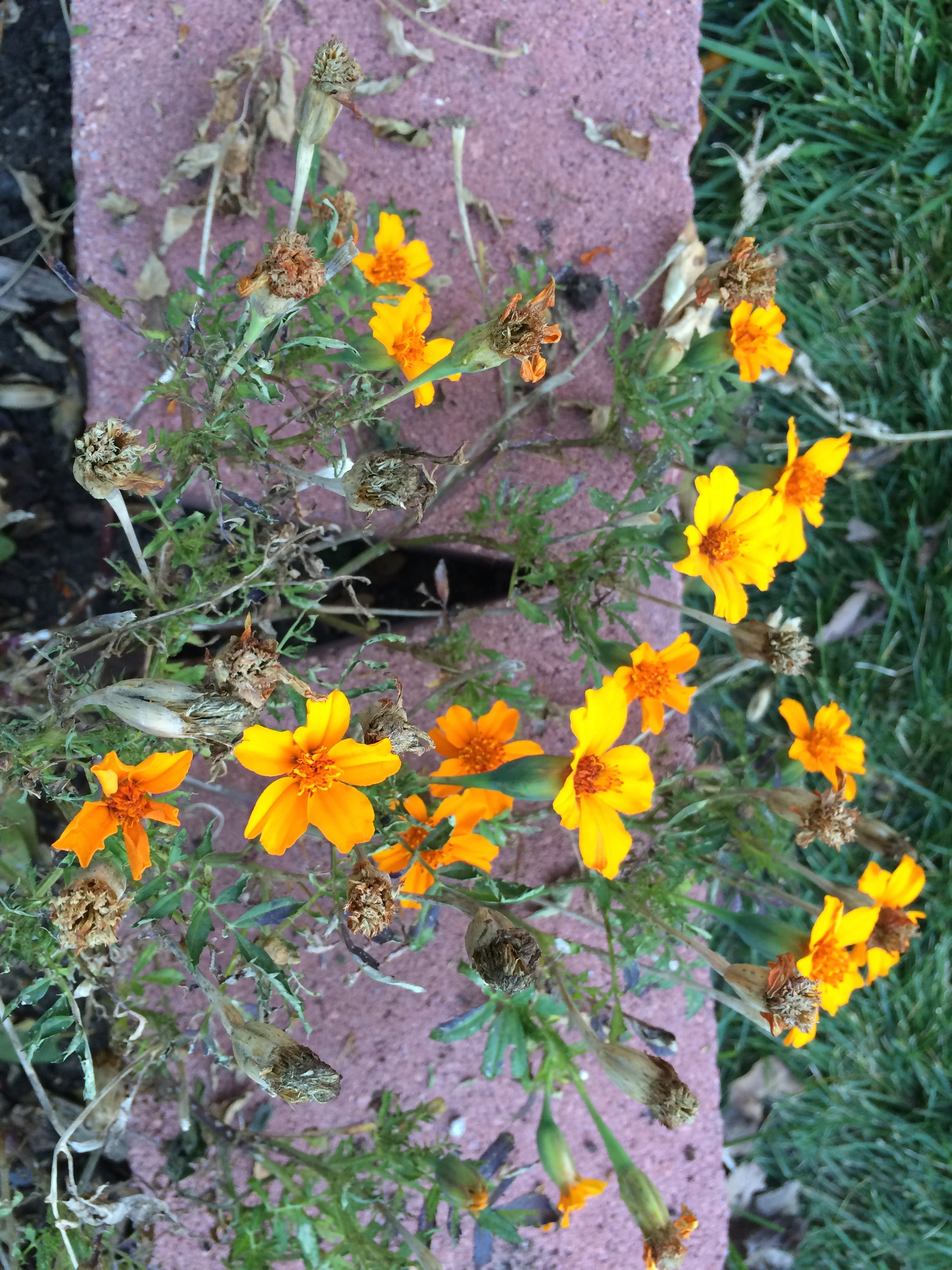 marigolds along the garden border