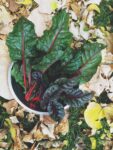 swiss chard from the garden in fall leaves