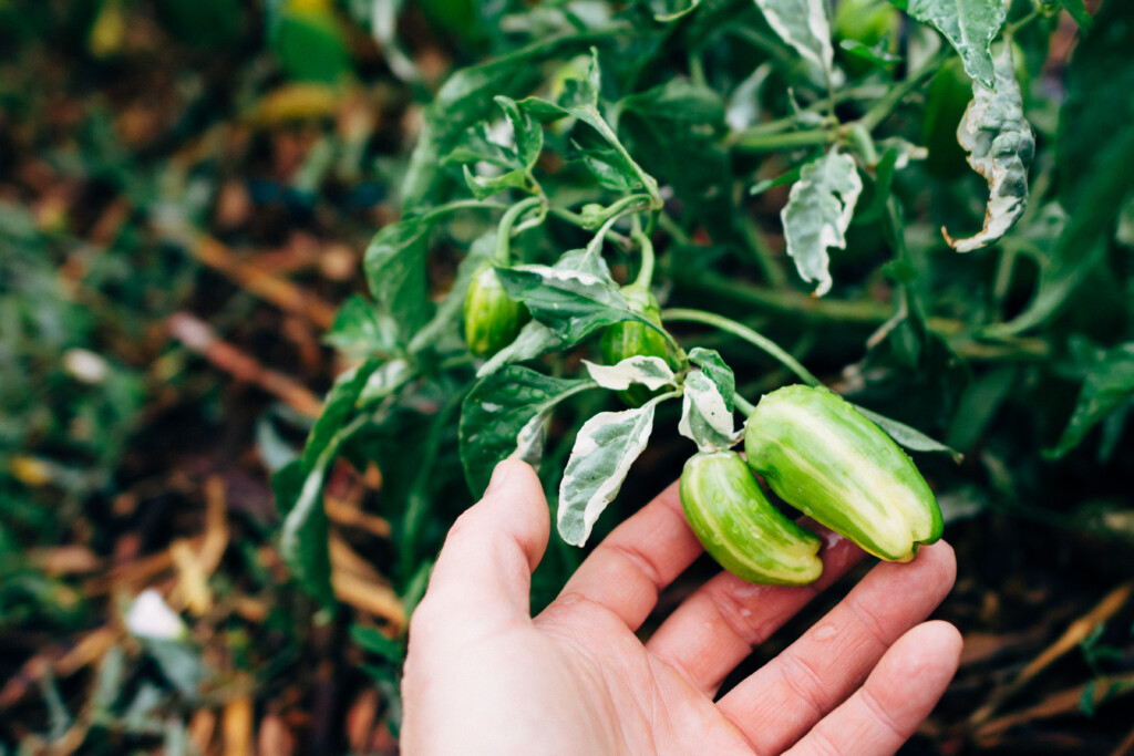 Variegated pale-green peppers being lightly held by a hand, set against a small pepper plant.