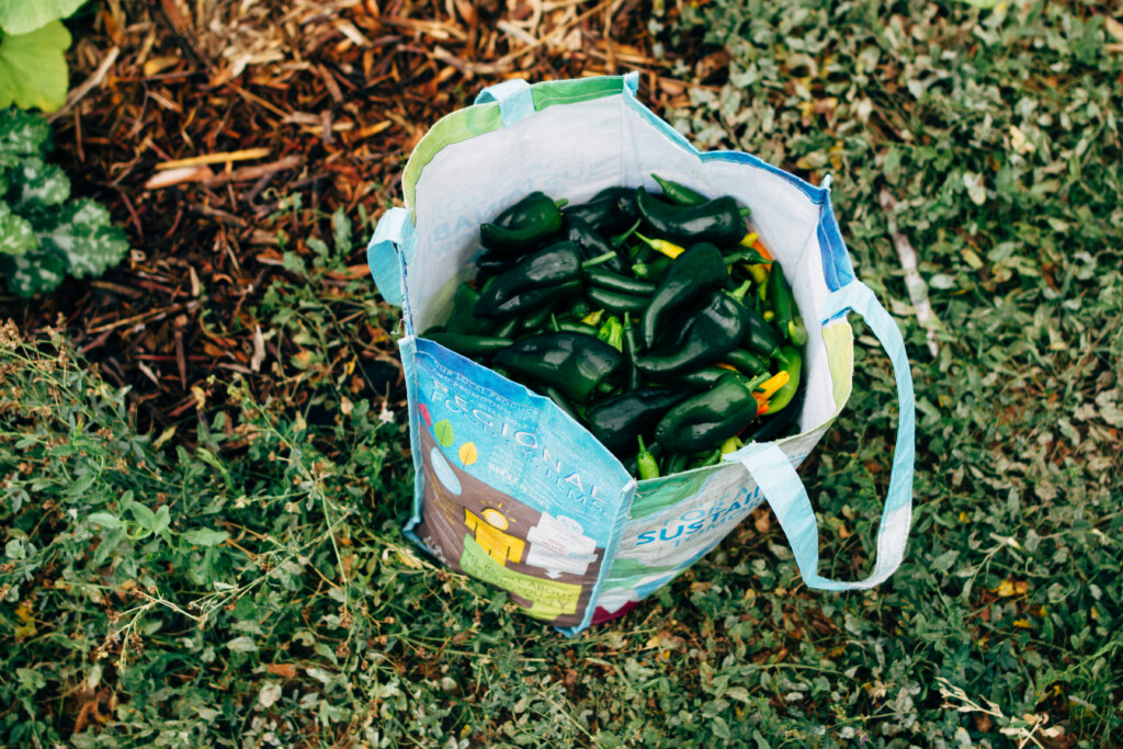 A large reusable grocery bag, filled with hundreds of green hot peppers on top of the grass in a garden.