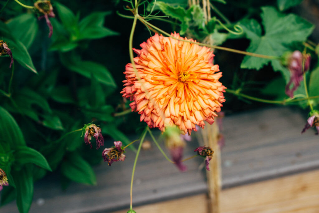 A bright orange zinnia flower with ruffled petals, set against a backdrop of green growth in a garden.